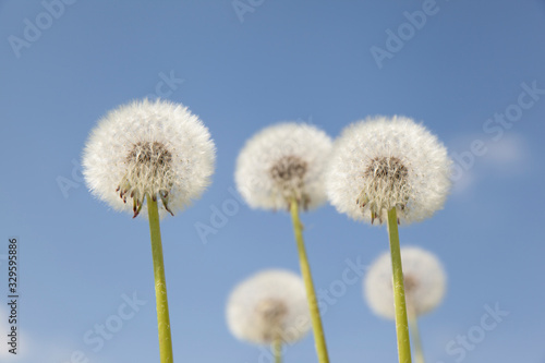 White dandelions against the blue sky