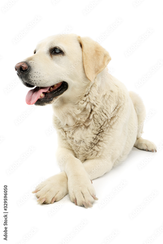 Studio shot of a beautiful blind Golden Retriever Studio shot of a beautiful blind Golden Retriever