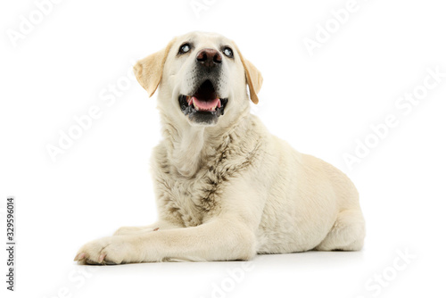 Studio shot of a beautiful blind Golden Retriever