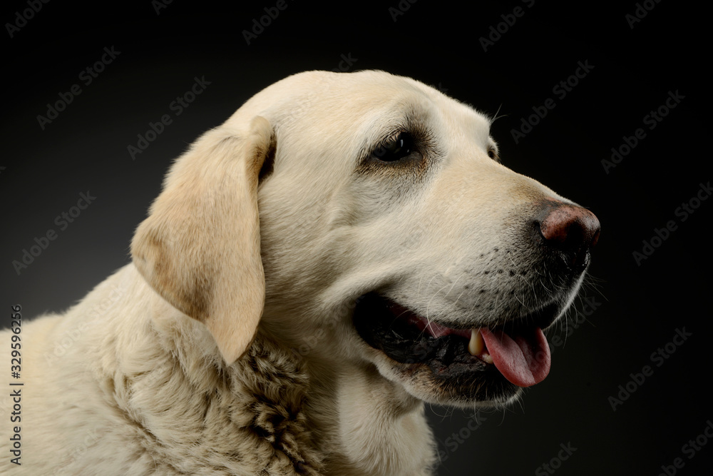 Portrait of a beautiful blind Golden Retriever Portrait of a beautiful blind Golden Retriever