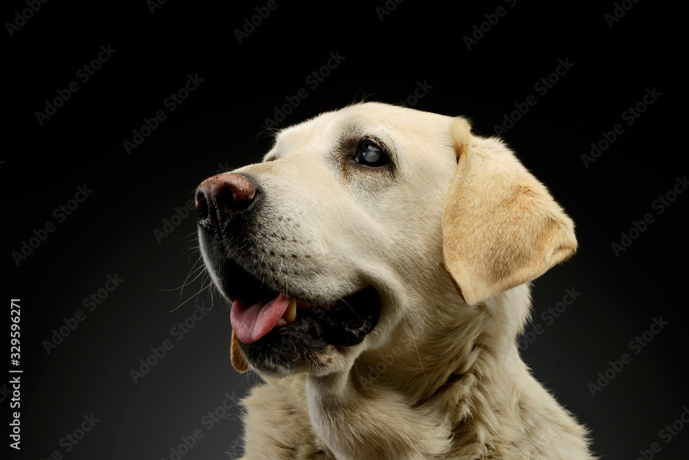 Portrait of a beautiful blind Golden Retriever Portrait of a beautiful blind Golden Retriever