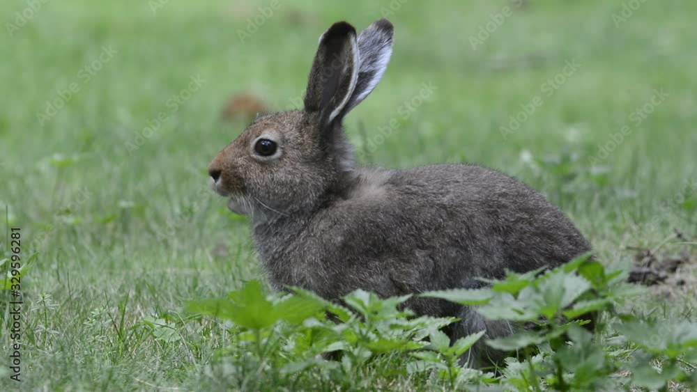 Mountain hare (Lepus timidus) in summer pelage Mountain hare (Lepus timidus) in summer pelage