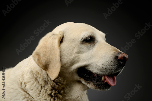 Portrait of a beautiful blind Golden Retriever