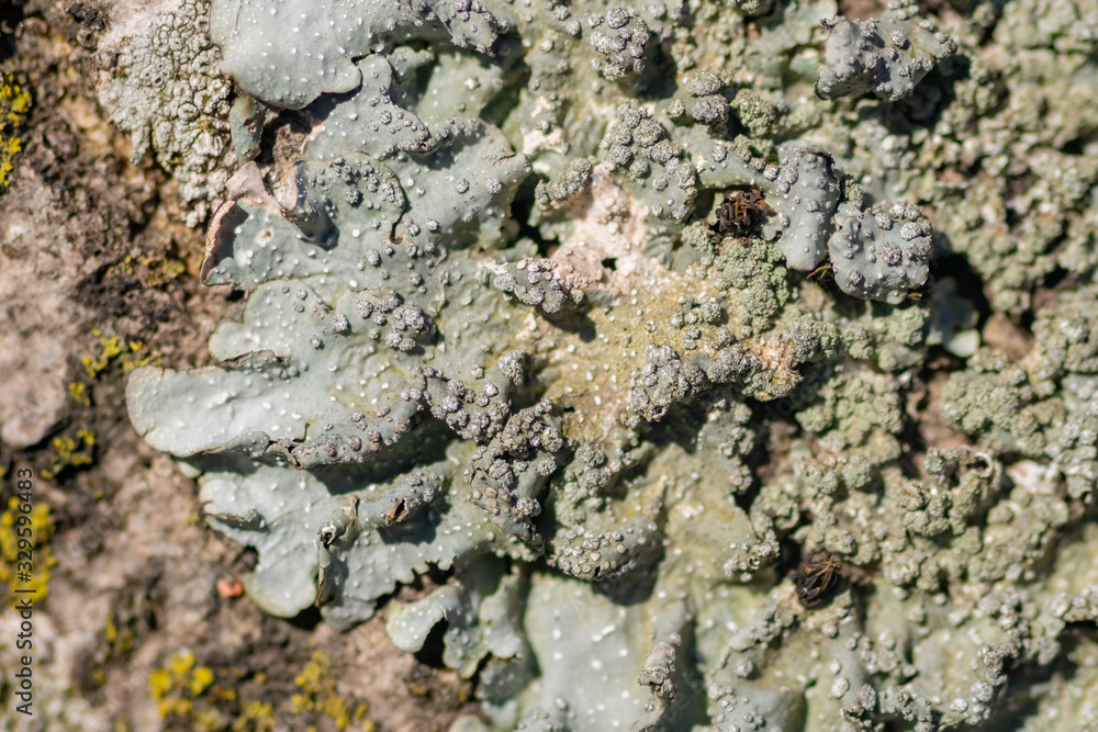 Lichen on tree branch. Lichen grows on rotten wood Lichen on tree branch. Lichen grows on rotten wood
