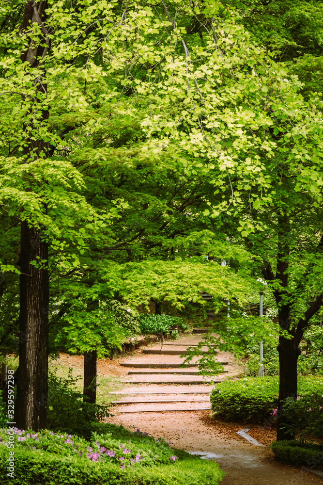 Stone staircase leading up a walkway to through the Forest Stone staircase leading up a walkway to through the Forest