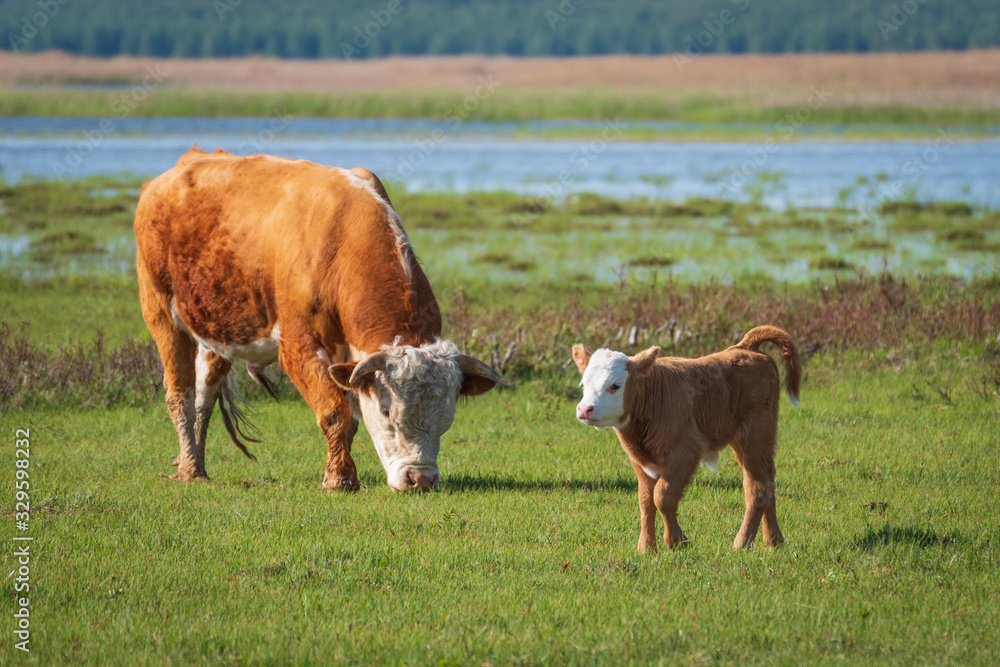 Semi-wild Hereford cow and young calf grazing in the lakeside meadows of nature park 