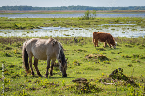 Semi-wild horse Polski konik and Hereford cow calf grazing in the lakeside meadows of nature park "Engure Lake", Latvia, on sunny spring day