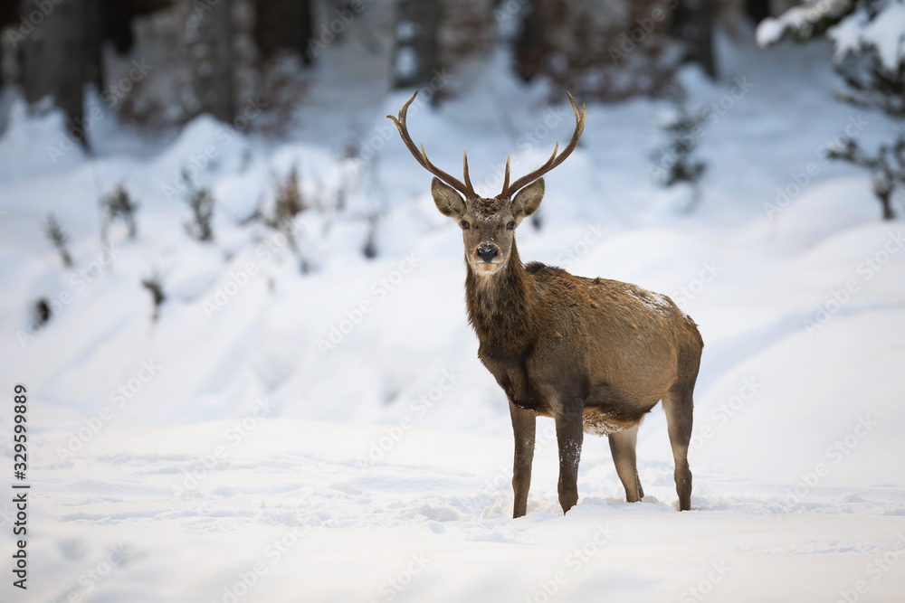 Adult red deer, cervus elaphus, posing in wintry weather. Attentive ruminant with beautiful antlers having a guard during snowing season. Wild animal showing its dominance. Adult red deer, cervus elaphus, posing in wintry weather. Attentive ruminant with beautiful antlers having a guard during snowing season. Wild animal showing its dominance.