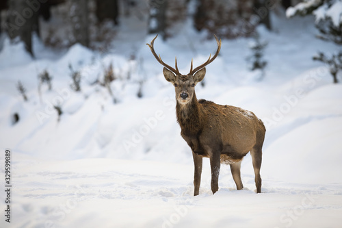 Adult red deer, cervus elaphus, posing in wintry weather. Attentive ruminant with beautiful antlers having a guard during snowing season. Wild animal showing its dominance.