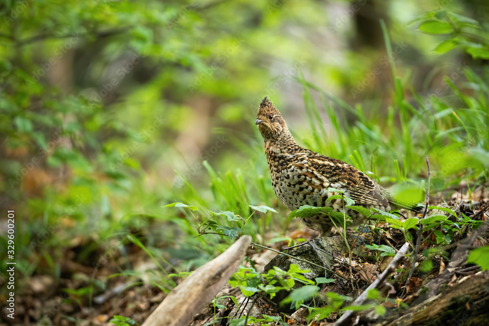 Curious hazel grouse, tetrastes bonasia, watching attentively in green woodland. Shy endangered bird species with brown spotted feathers in summer nature with copy space. Curious hazel grouse, tetrastes bonasia, watching attentively in green woodland. Shy endangered bird species with brown spotted feathers in summer nature with copy space.