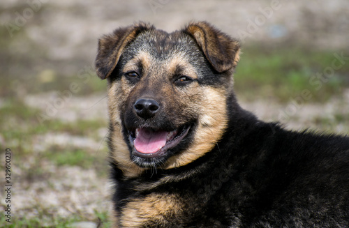 Portrait of a tramp dog. A beautiful abandoned puppy