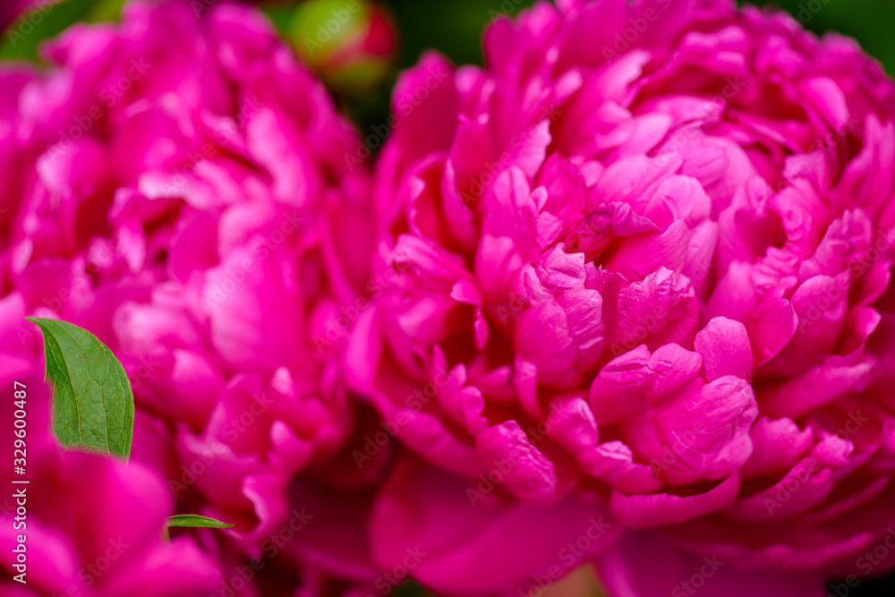 Peony. Selective focus on Peony Flower. Peony close-up. Money flower of happiness. Red Spring Flower.