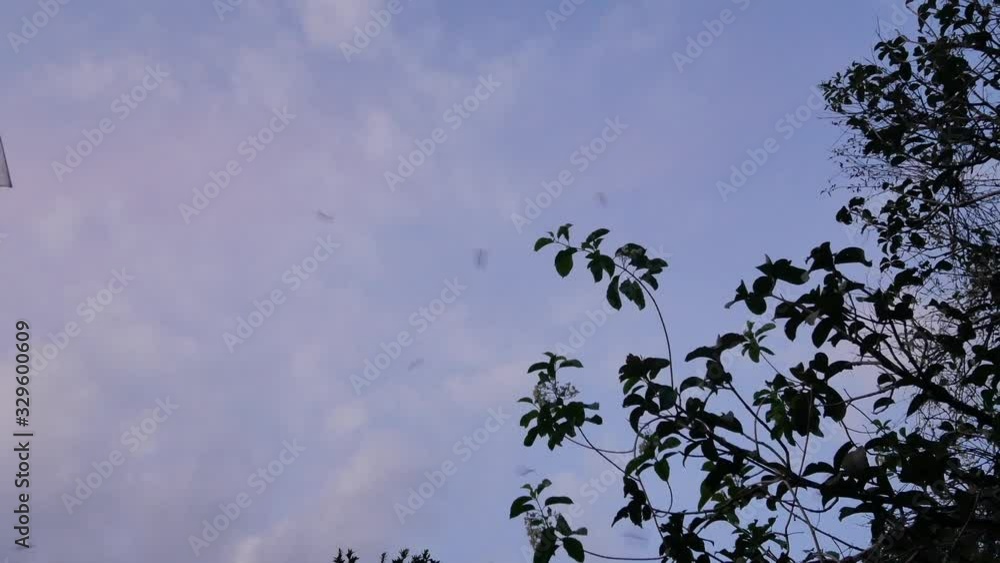 POV to evening sky with many birds while flying. Birds fly with background of sundown sky. POV to evening sky with many birds while flying. Birds fly with background of sundown sky.