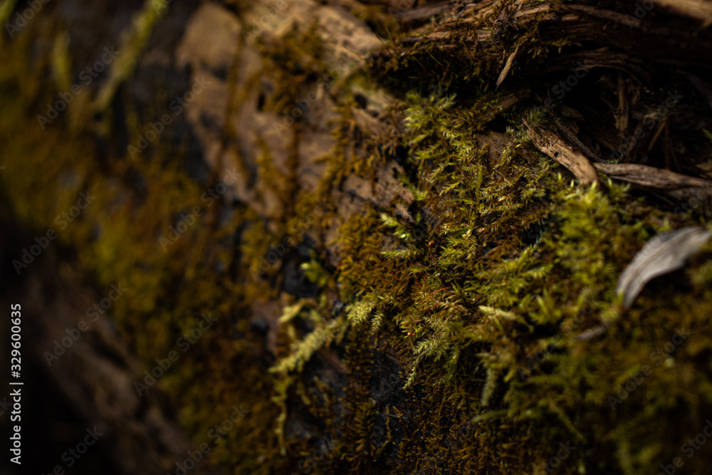 Green young moss in the forest on an old rotten fallen tree in spring close-up Green young moss in the forest on an old rotten fallen tree in spring close-up