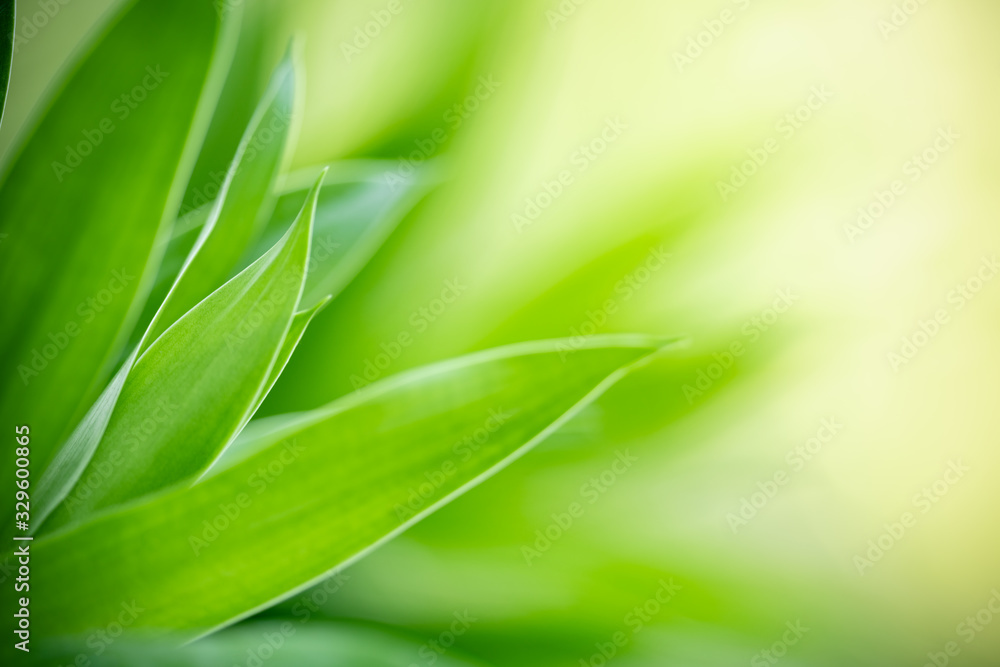 Nature of green leaf in garden at summer. Natural green leaves plants using as spring background cover page greenery environment ecology wallpaper Nature of green leaf in garden at summer. Natural green leaves plants using as spring background cover page greenery environment ecology wallpaper