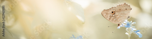 Naklejka Nature of butterfly and flower in garden using as background butterflies day cover page or banner template brochure landing page wallpaper design