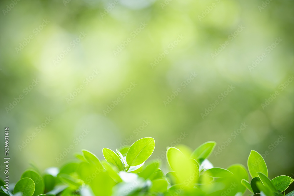 Nature of green leaf in garden at summer. Natural green leaves plants using as spring background cover page greenery environment ecology wallpaper Nature of green leaf in garden at summer. Natural green leaves plants using as spring background cover page greenery environment ecology wallpaper