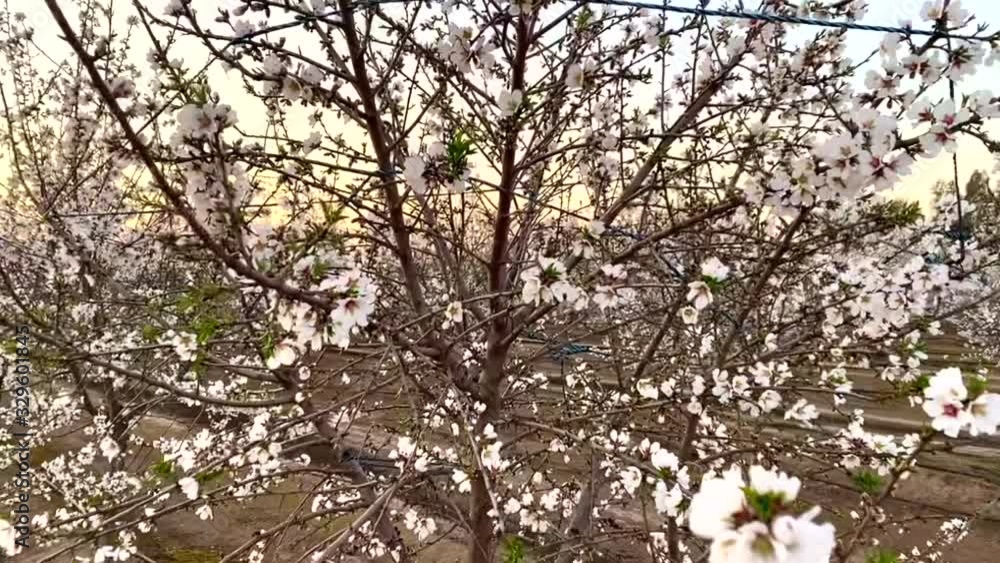 Apricot tree fields of white blossoms at sunset on California Blossom Trail Apricot tree fields of white blossoms at sunset on California Blossom Trail