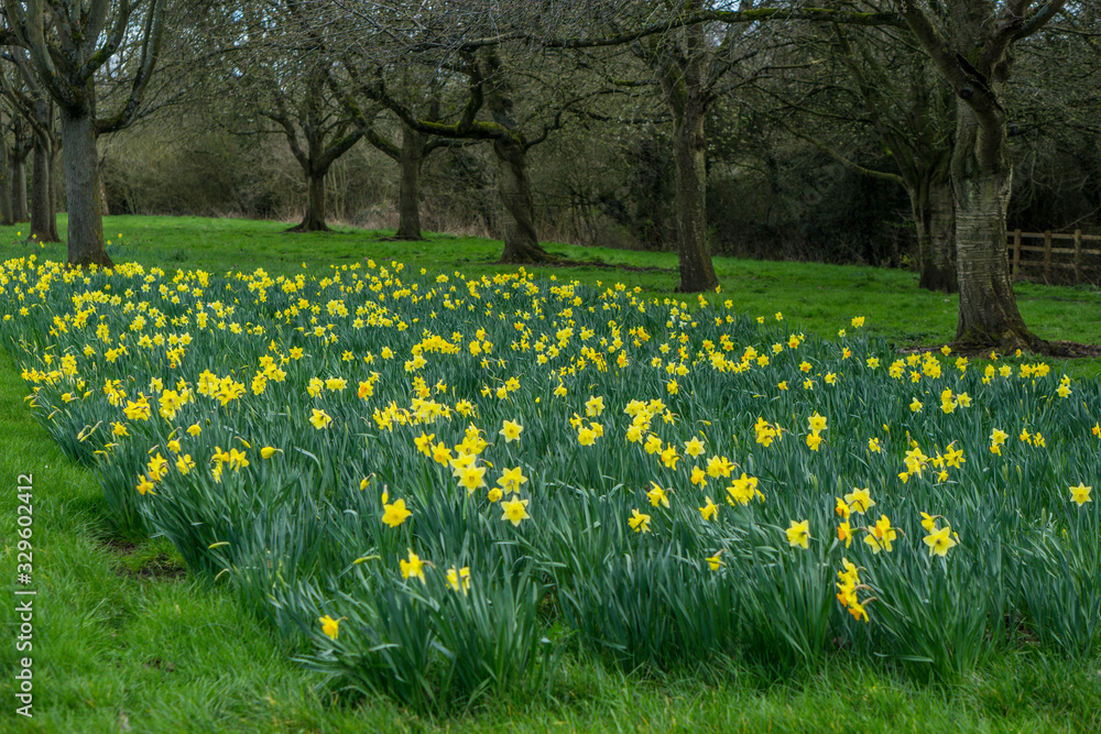 Obraz premium Daffodils in a park