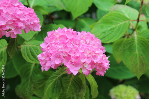 pink flower in the garden