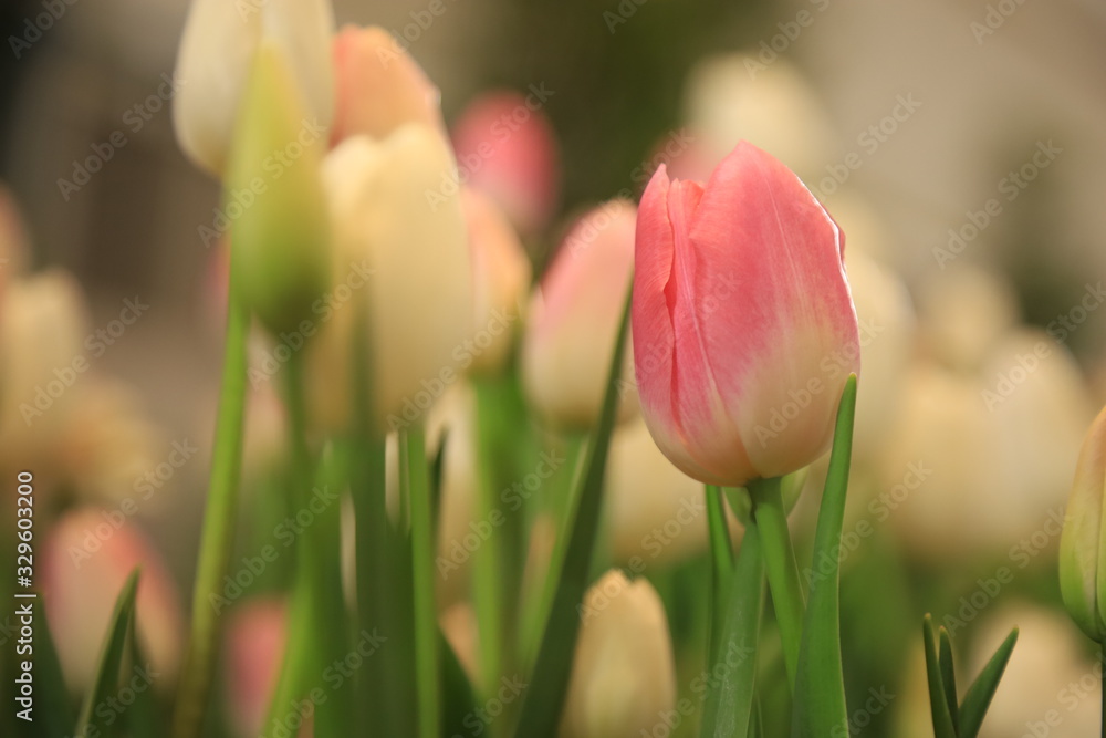 pink tulip on blur tulip background