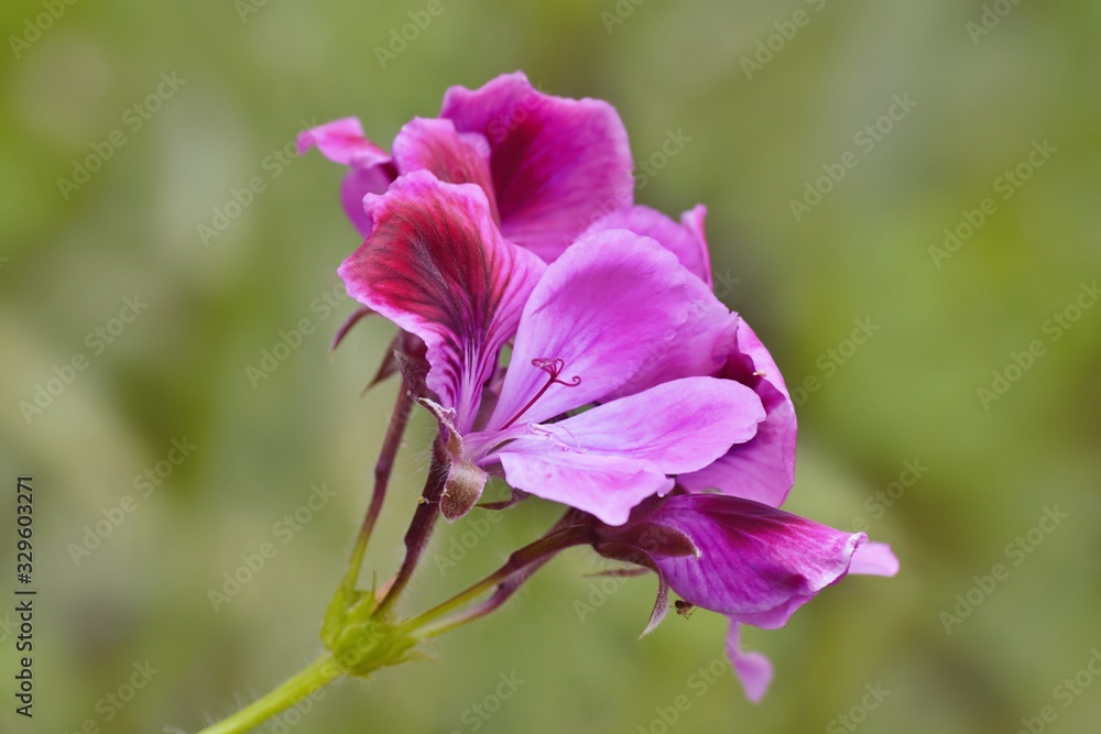 Fototapeta premium pink flower in garden