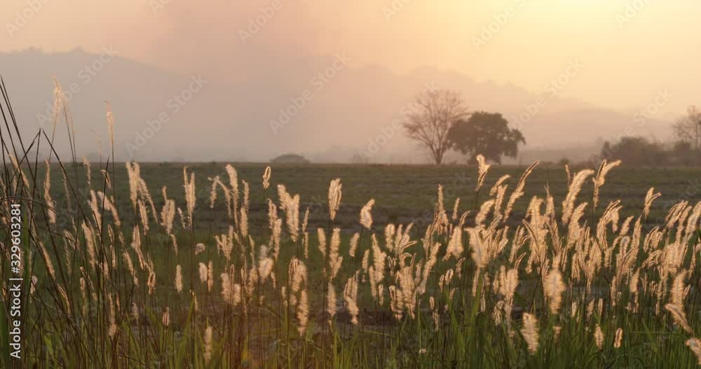 beautiful cogon grass flower swaying in the wind beautiful cogon grass flower swaying in the wind