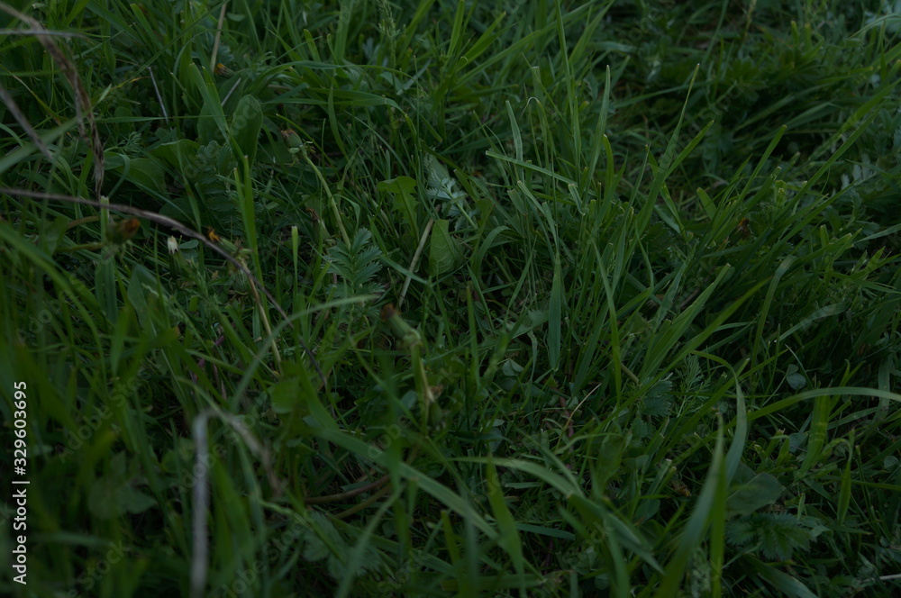 grass with water drops of dew grass with water drops of dew