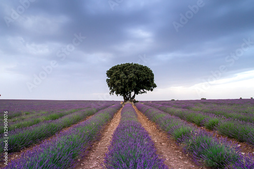 Holly oak tree in lavender fields