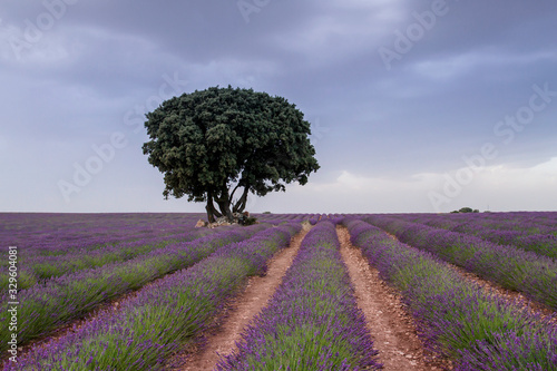 Holly oak tree on lavender fields