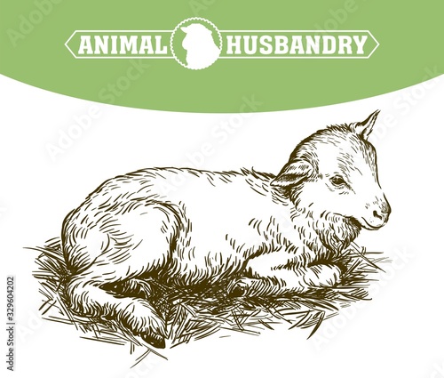 lamb. sketch drawn by hand. animal husbandry