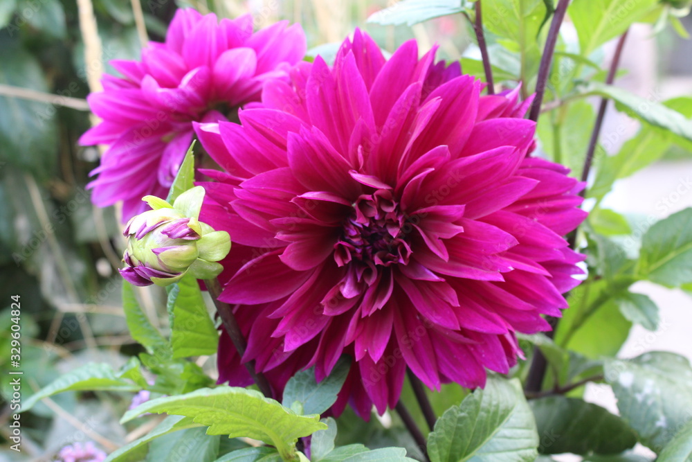 Obraz premium pink flower