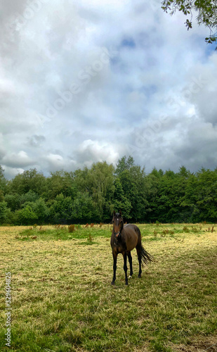 Horse in a green meadow under a dark and threatening stormy sky