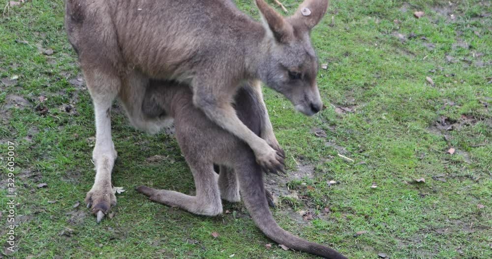 Baby kangaroo trying to feed from mother pouch Baby kangaroo trying to feed from mother pouch