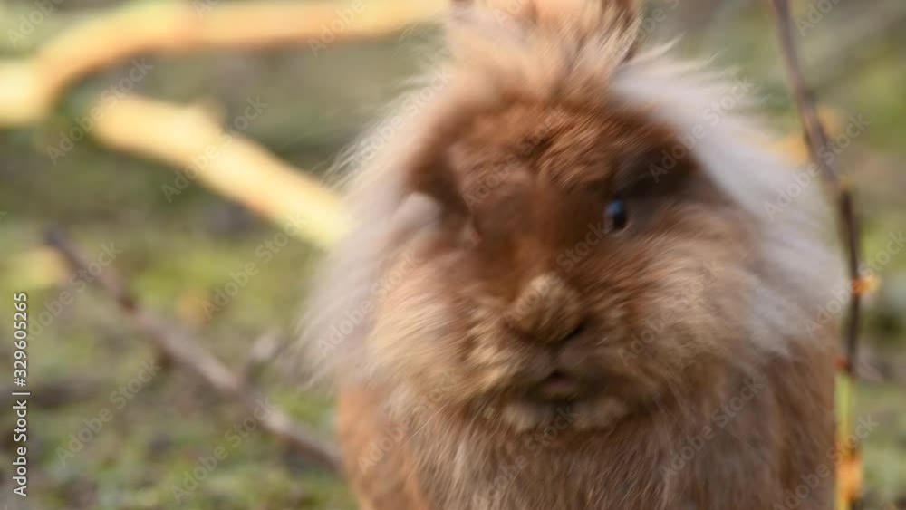 A small brown rabbit nibbling on a twig A small brown rabbit nibbling on a twig