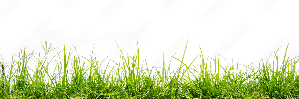 green grass isolate on white background green grass isolate on white background