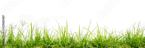 green grass isolate on white background