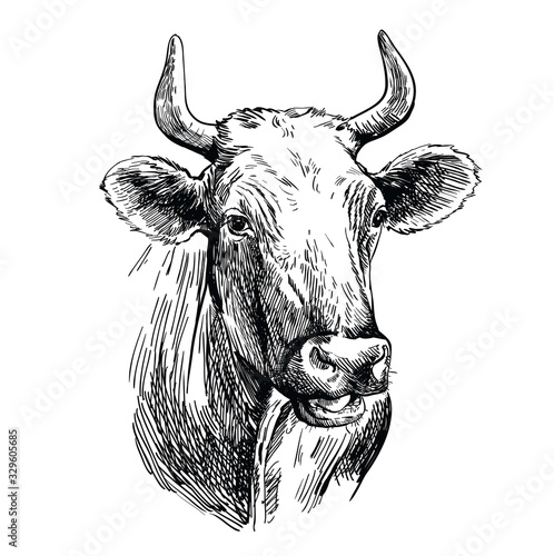 breeding cow. animal husbandry. livestock illustration on a white