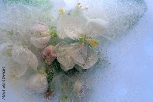 Background of branch apple tree flower in ice cube with air bubbles.