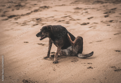 perro rascándose con la pata en la playa © Olivardo