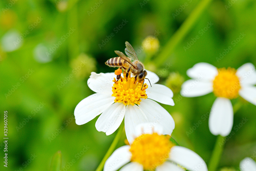 Bee, flies copulating on a daisy, spring ,World Environment Day Bee, flies copulating on a daisy, spring ,World Environment Day