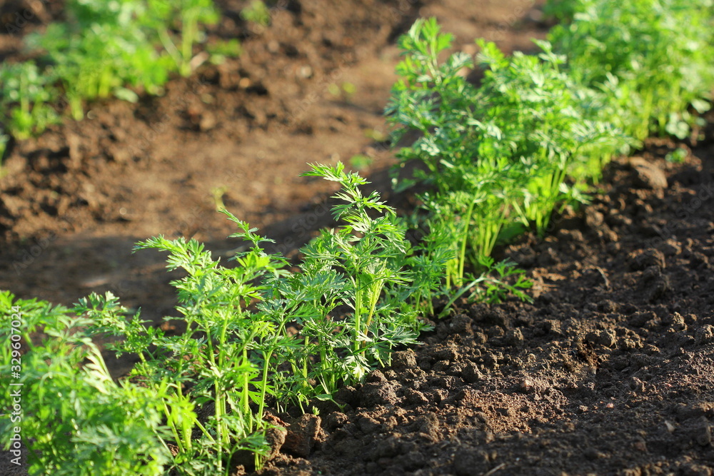 Young carrot plants growing in the soil Young carrot plants growing in the soil