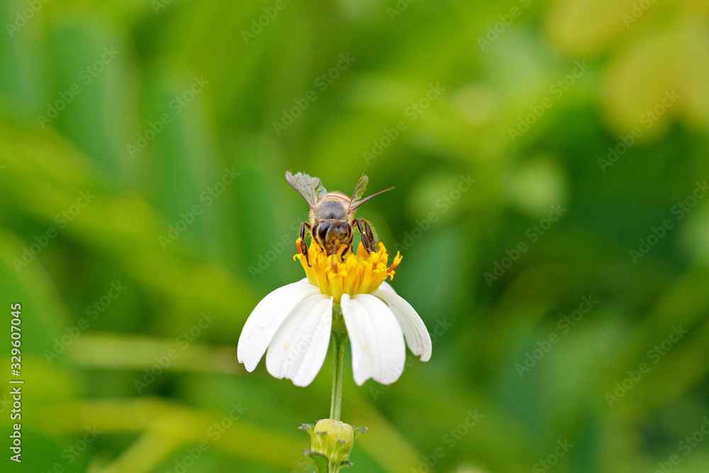 Bee, flies copulating on a daisy, spring ,World Environment Day Bee, flies copulating on a daisy, spring ,World Environment Day