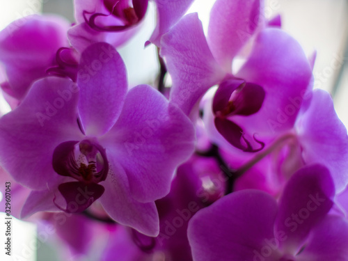 White and Pink Phalaenopsis or Moth dendrobium Orchid flower in winter or spring day tropical garden Floral background. Selective focus. Agriculture idea concept design with copy space text  close u