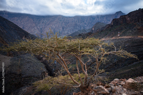 Dry tree.with brown and green colors in Jebel Shams, Oman