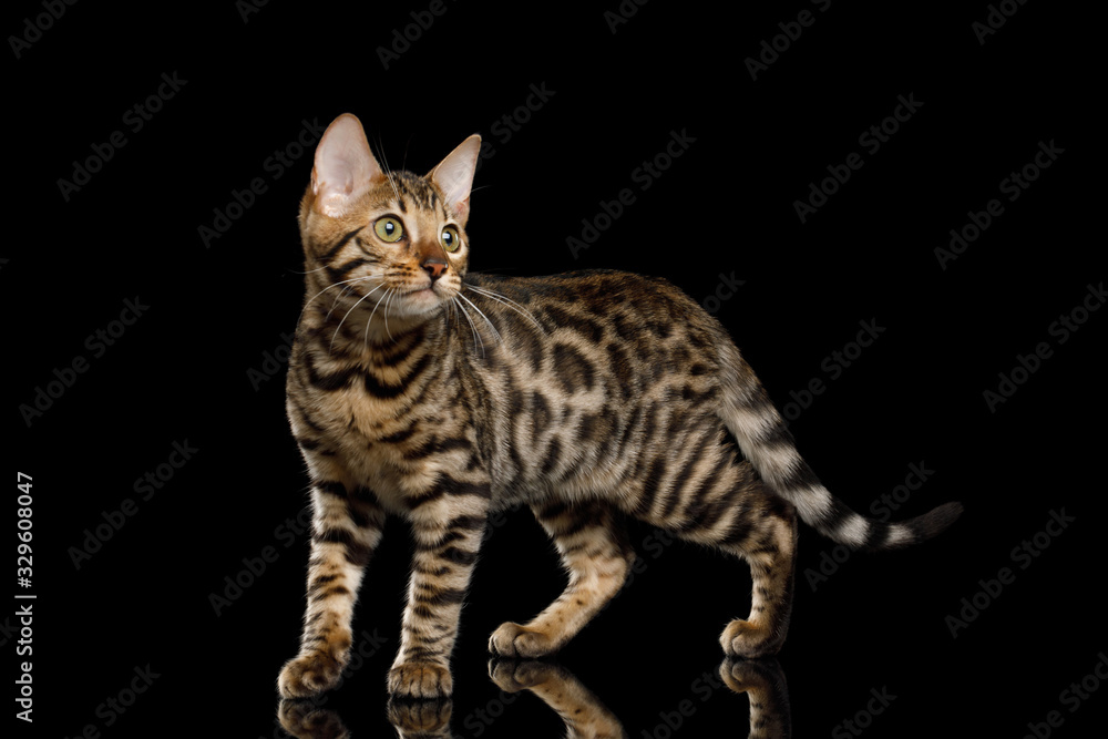 Bengal Kitty Standing and Looking back on Isolated Black Background, side view Bengal Kitty Standing and Looking back on Isolated Black Background, side view