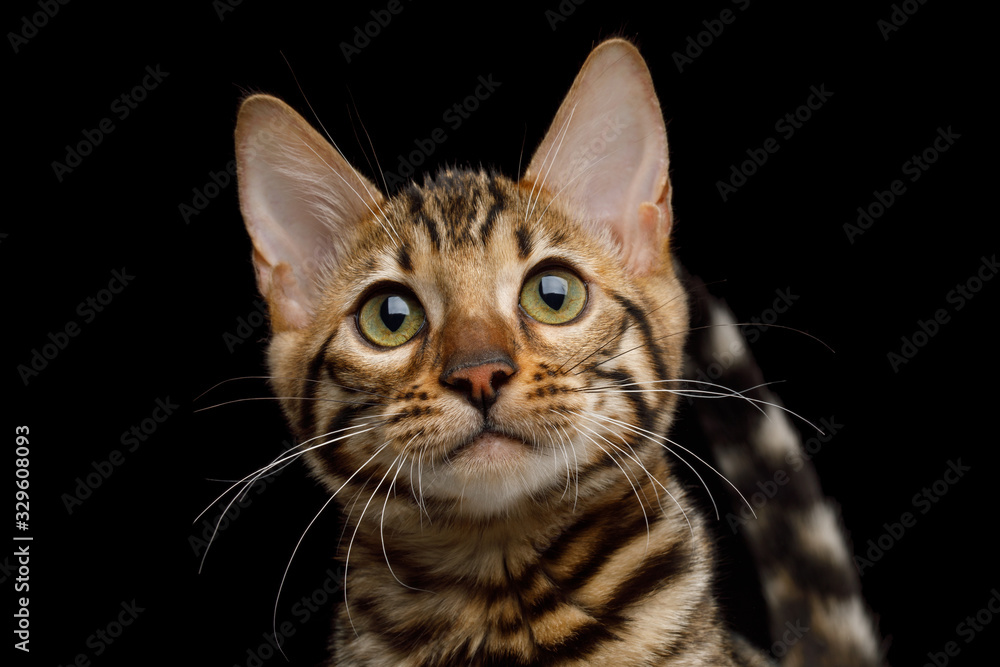 Closeup Portrait of Bengal Kitty Looking in Camera on Isolated Black Background