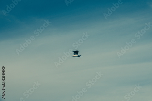 Seagull bird flight on a marine.