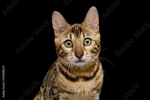 Cute Portrait of Bengal Cat Sad Stare in Camera on Isolated Black Background, Front view