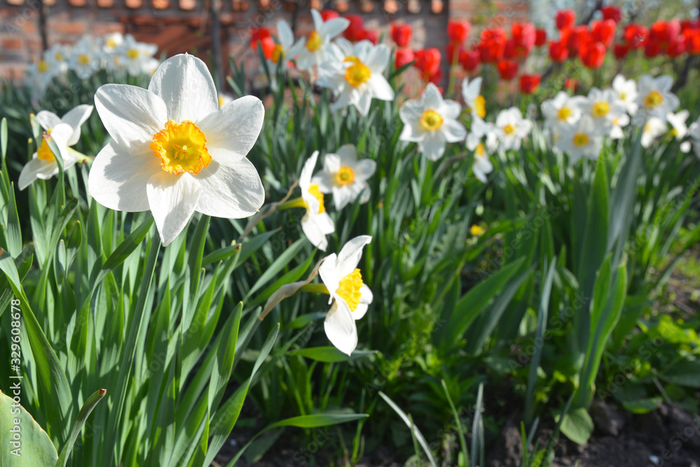 Beautiful flowerbed with first spring bulbous flowers red tulips and white and yellow highly scented narcissus, known as daffodils. Beautiful flowerbed with first spring bulbous flowers red tulips and white and yellow highly scented narcissus, known as daffodils.
